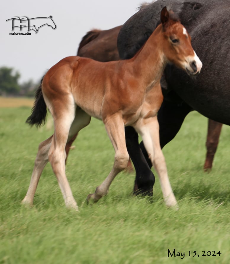 WYO One Sock's 2024 Bay Filly
